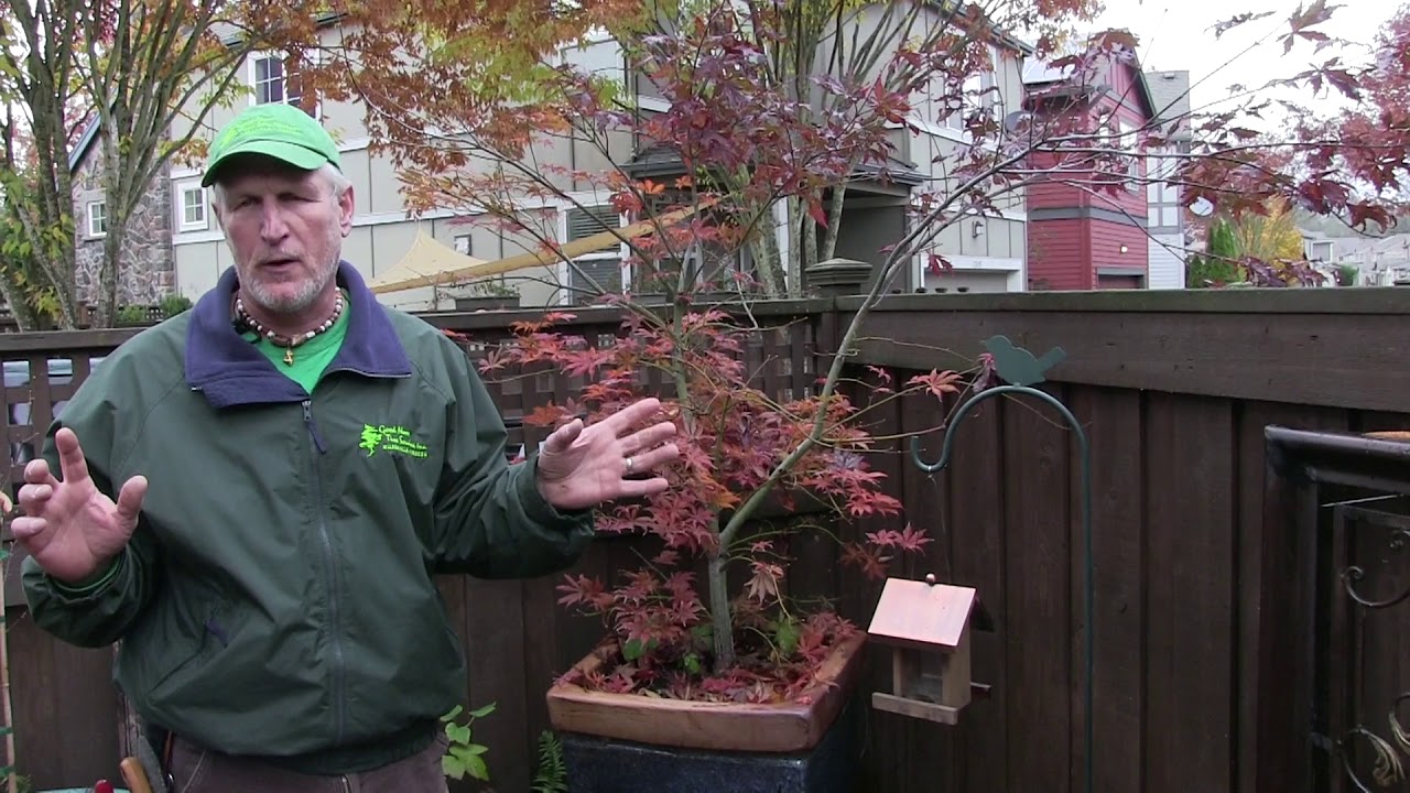 Pruning Japanese Maples—The Science and Art