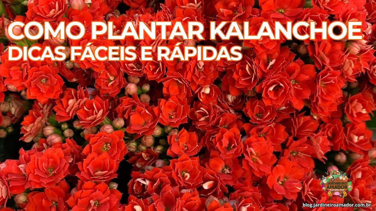 Kalanchoe – Como Plantar a Flor da Fortuna em Vasos