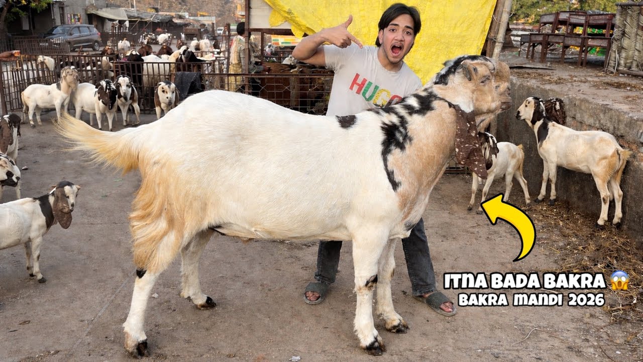 Delhi Gazipur Bakra Mandi 2026 || 5 lakh ka bakra 😱