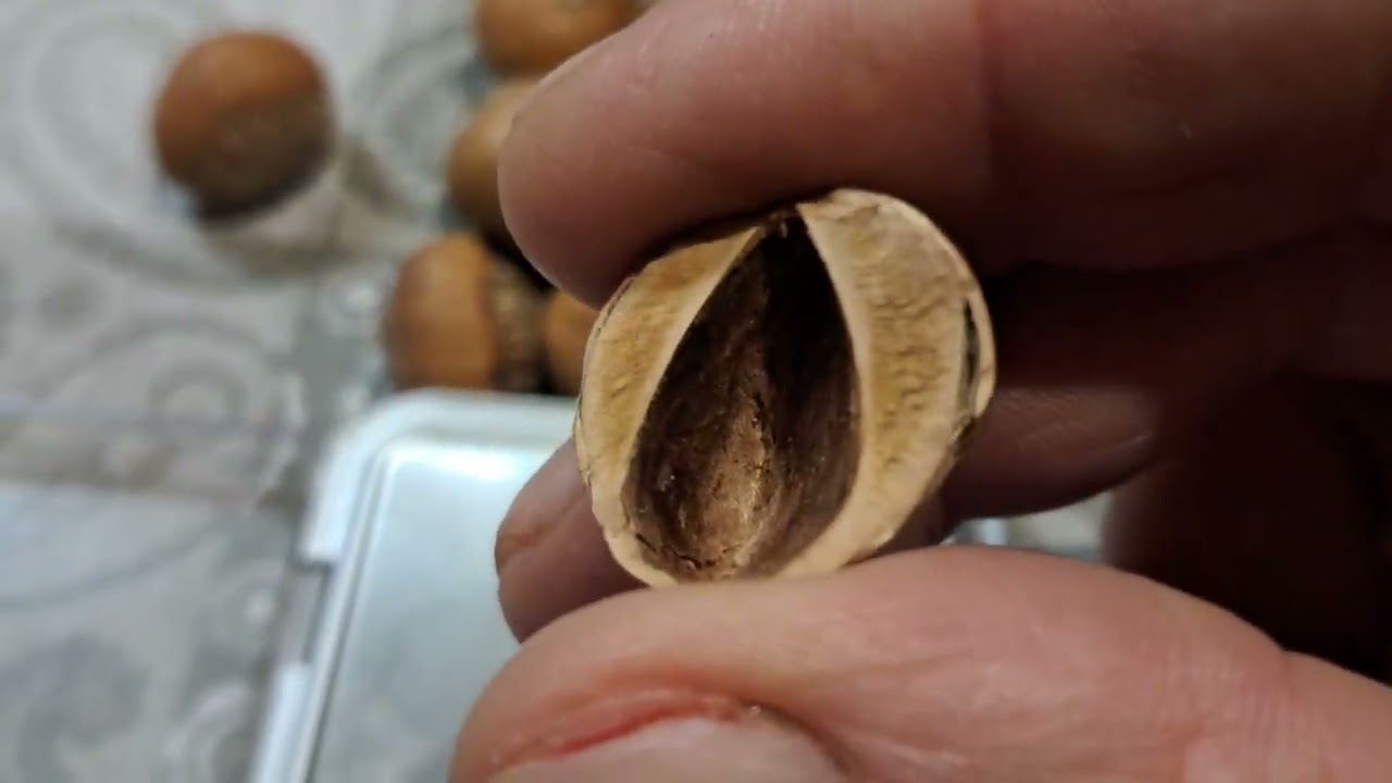 Медвежий горіх. СОРТ БЕРШАДЬСКИЙ 