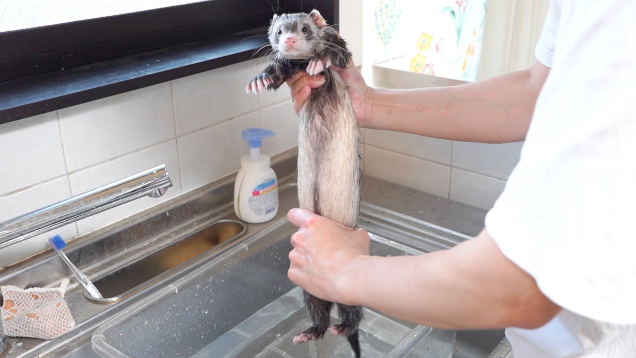 おとなしく洗われるフェレット