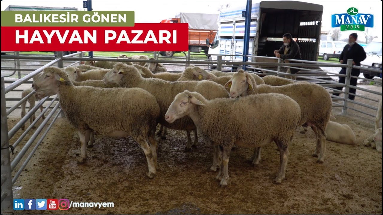 Balıkesir Gönen Hayvan Pazarı