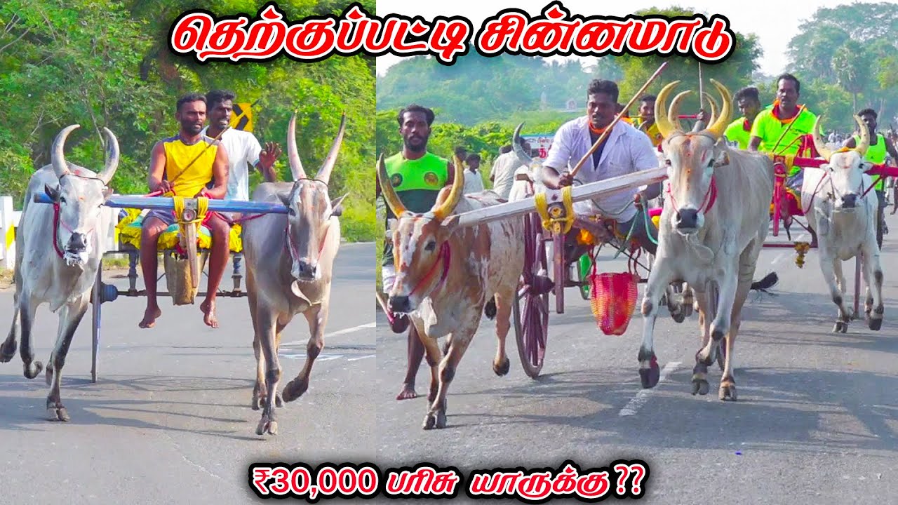 3தெற்குப்பட்டி-சின்னமாடு-பந்தயம்_04.01.2026_V_Photography