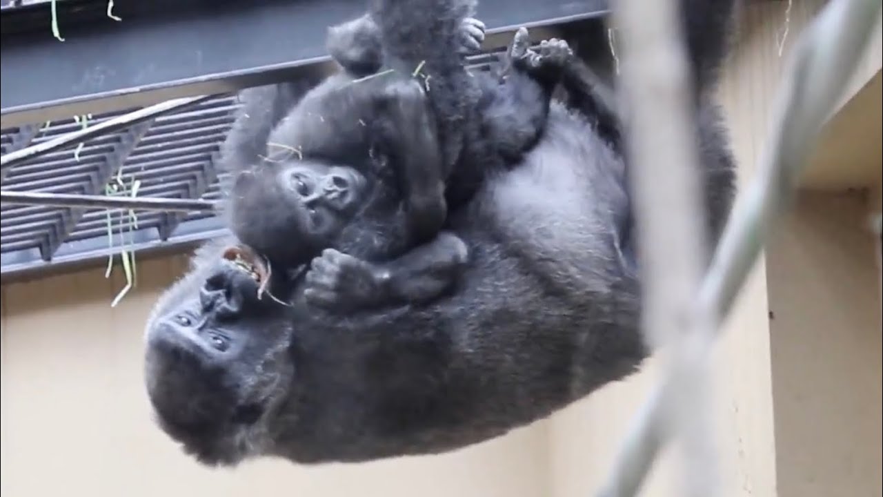 Горилла⭐️Кинтаро не может самостоятельно вернуться с высокого места и просит помощи у матери.