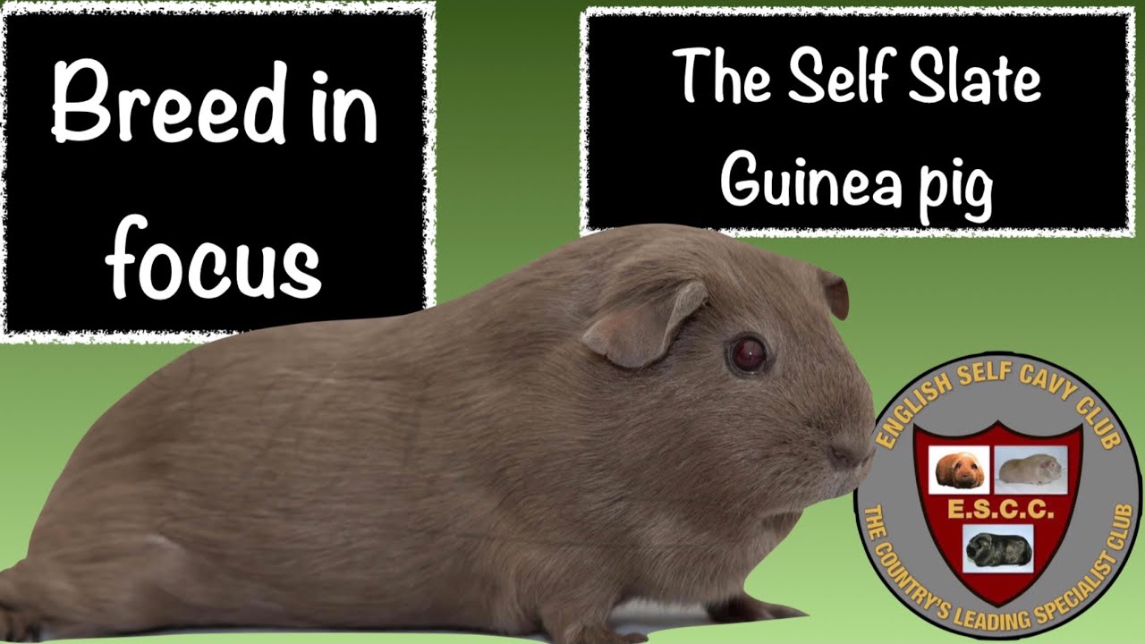 Breed in focus - The Self Slate Guinea Pig