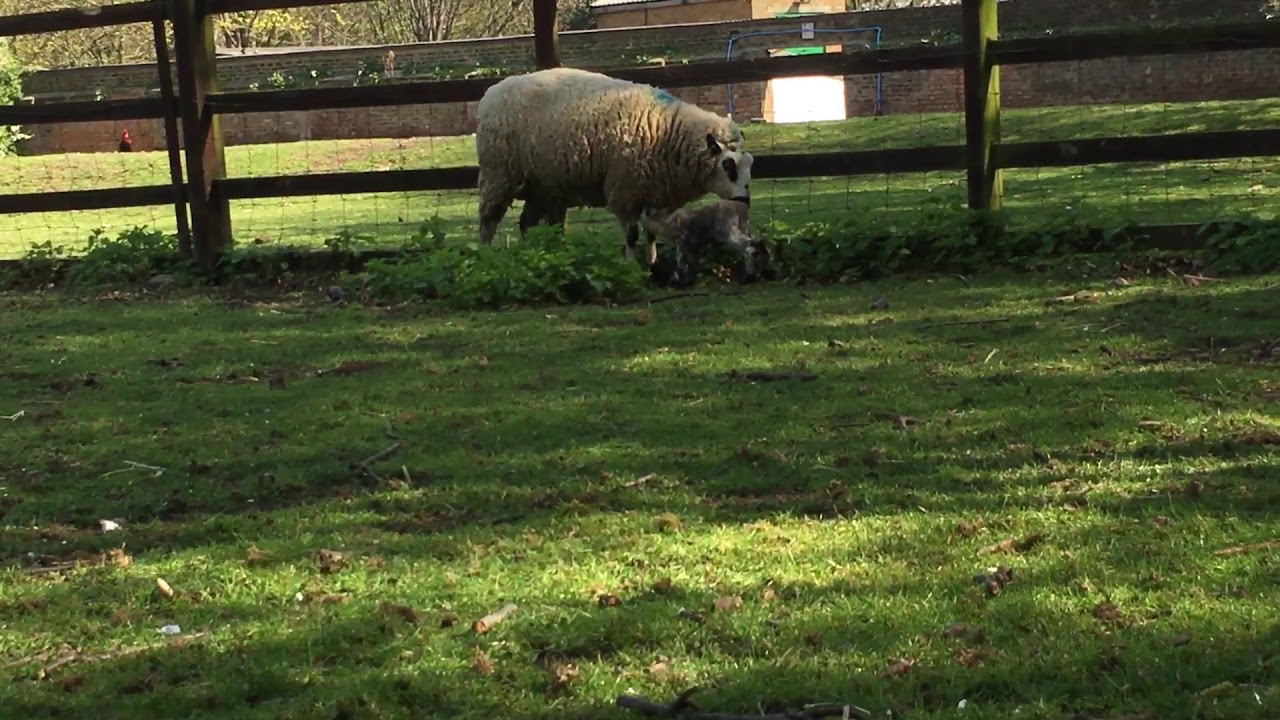 Kerry hill lambs
