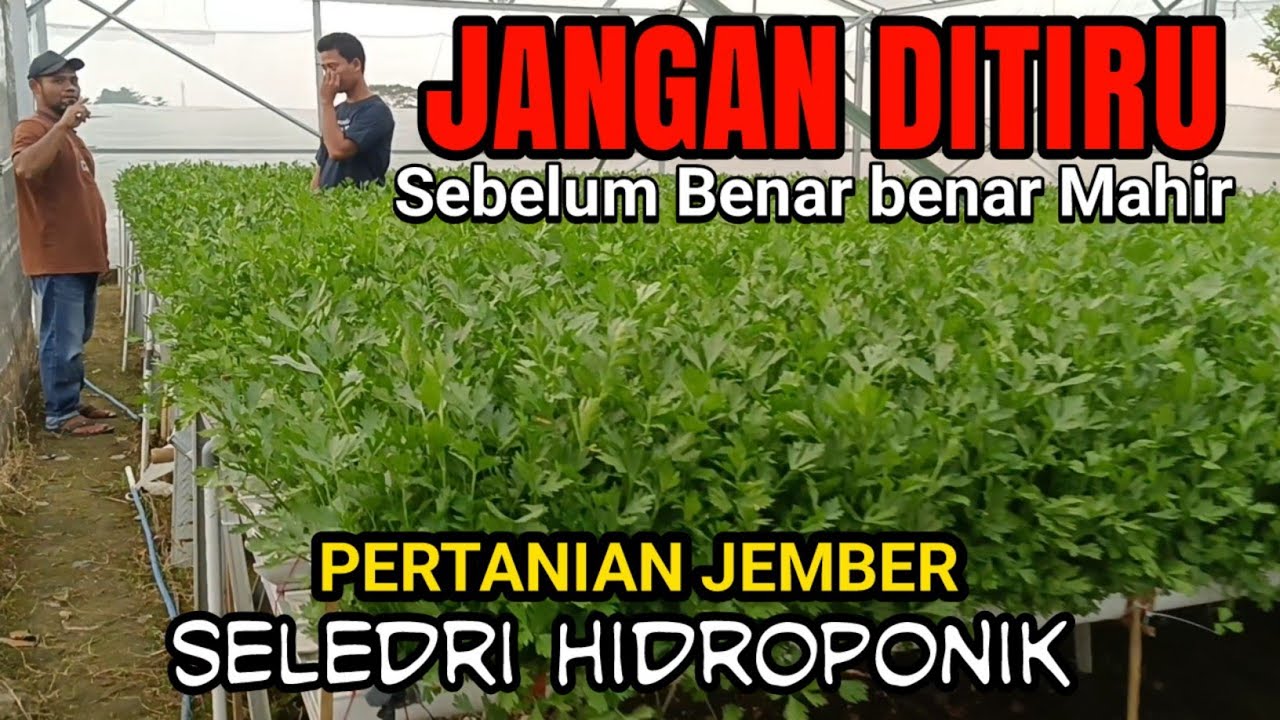 Seledri Hidroponik - Cara Tanamnya Unik, Mitra Budidaya Pertanian Jawa Timur - Jember - Rambi Puji.