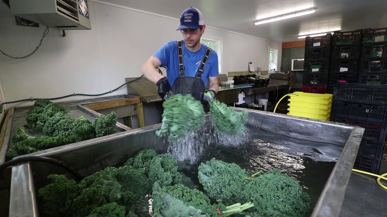 Washing Vegetables at Mighty Food Farm