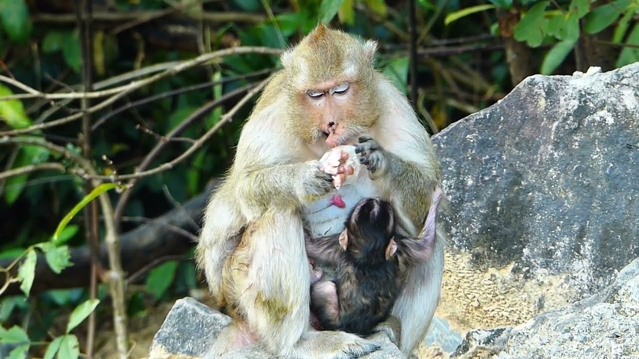 New Story | Old Mom Lucy And Nowborn Baby Jam | Crying Loudly Hungry Milk