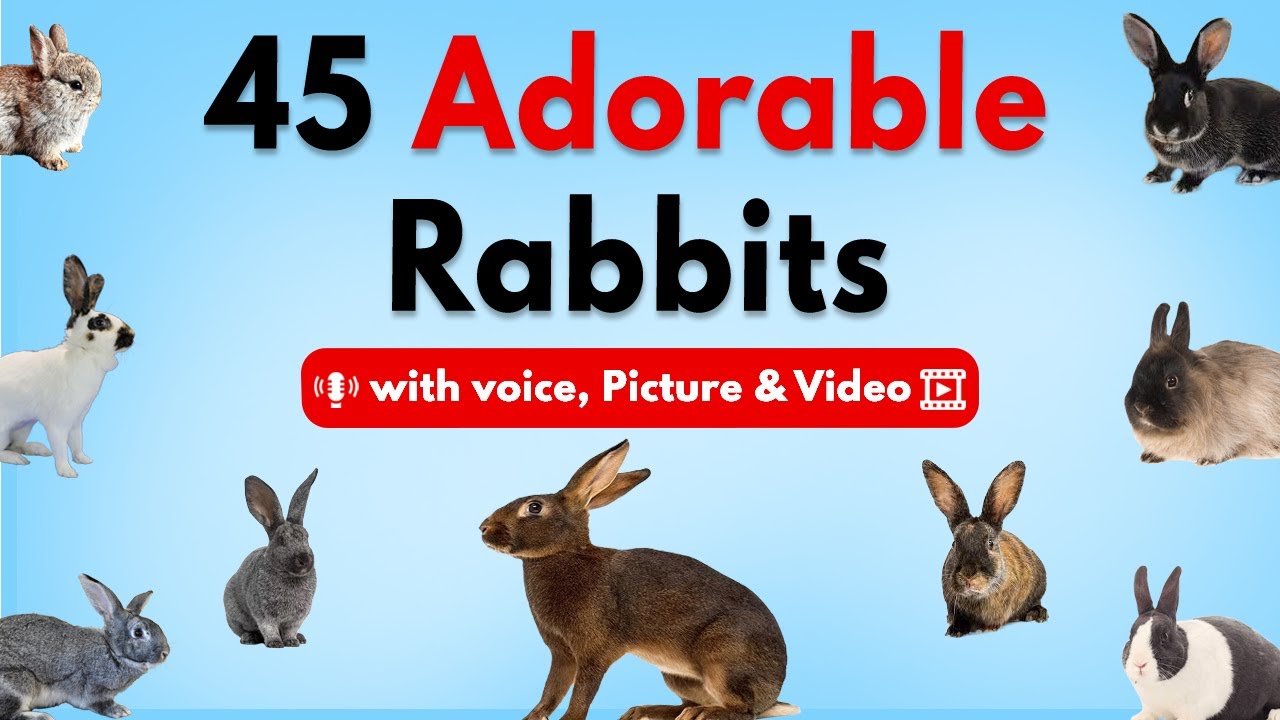 Top 45 Amazing Rabbit Breeds 🐇 | Learn All Types of Rabbits with Voice, Pictures & Video