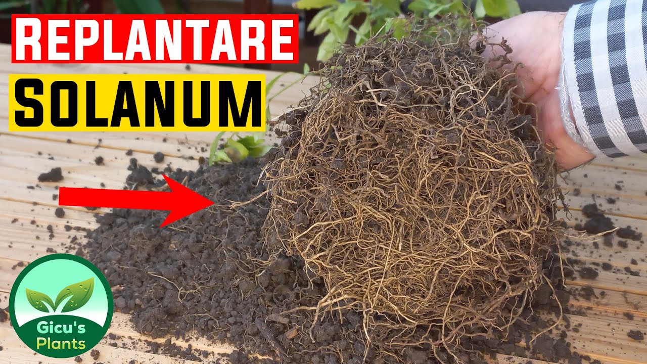 Replantare Solanum - Marul Iubirii