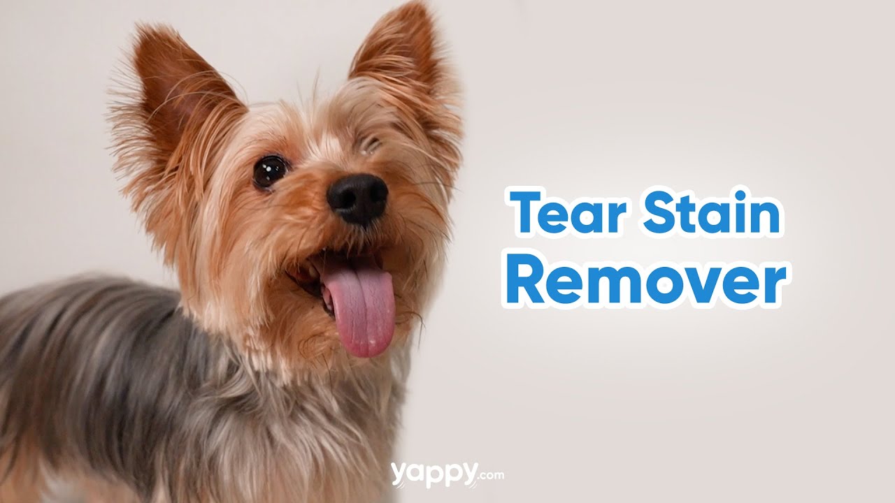Tear Stain Remover For Dogs | Yappy.com