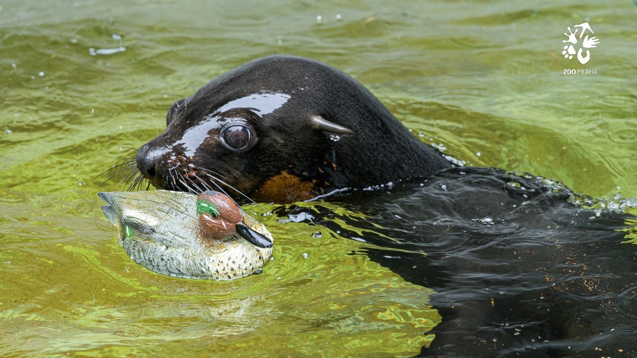 Vítej, Oslo – v Zoo Praha začíná nová dynastie lachtanů