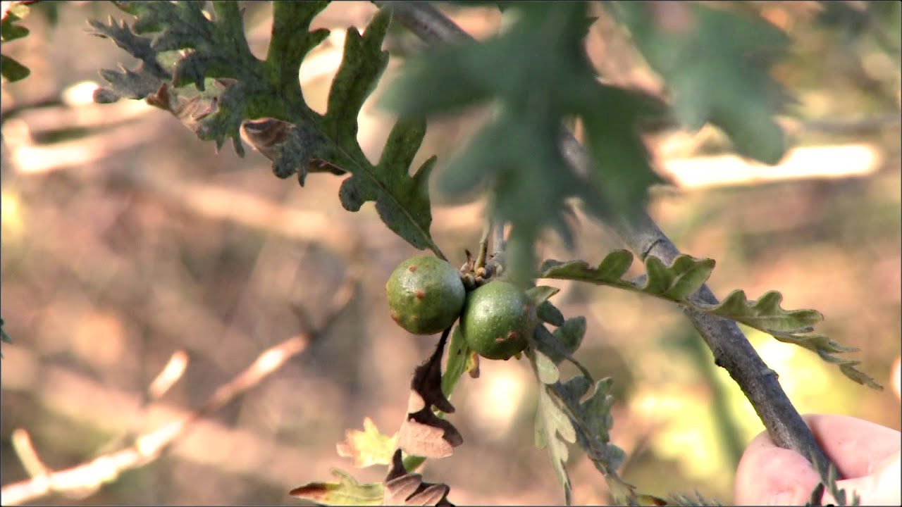 Árboles del Jardín Botánico Atlántico: el rebollo
