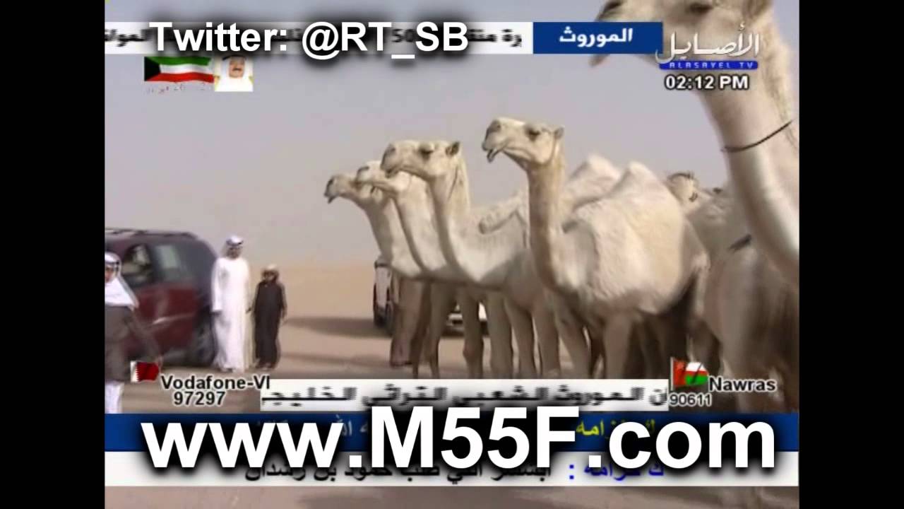 مسيرة منقية مسلم سعود بن زرفل السبيعي في مزاين الكويت 2015