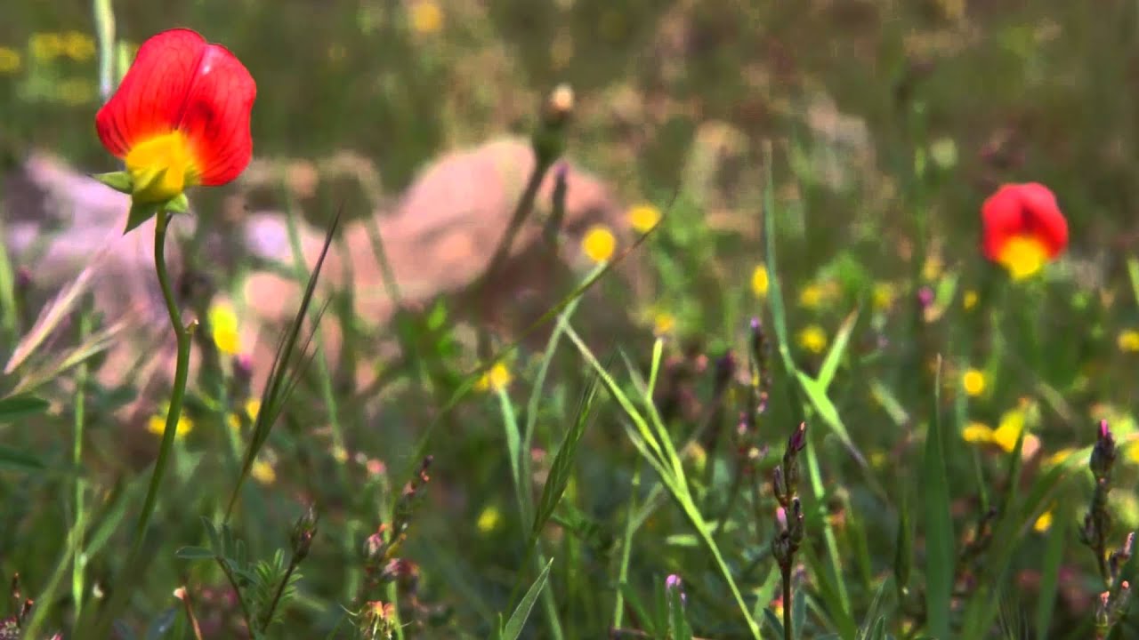 Endemik Bitki Tanıtım Filmi   11 09 2014 1