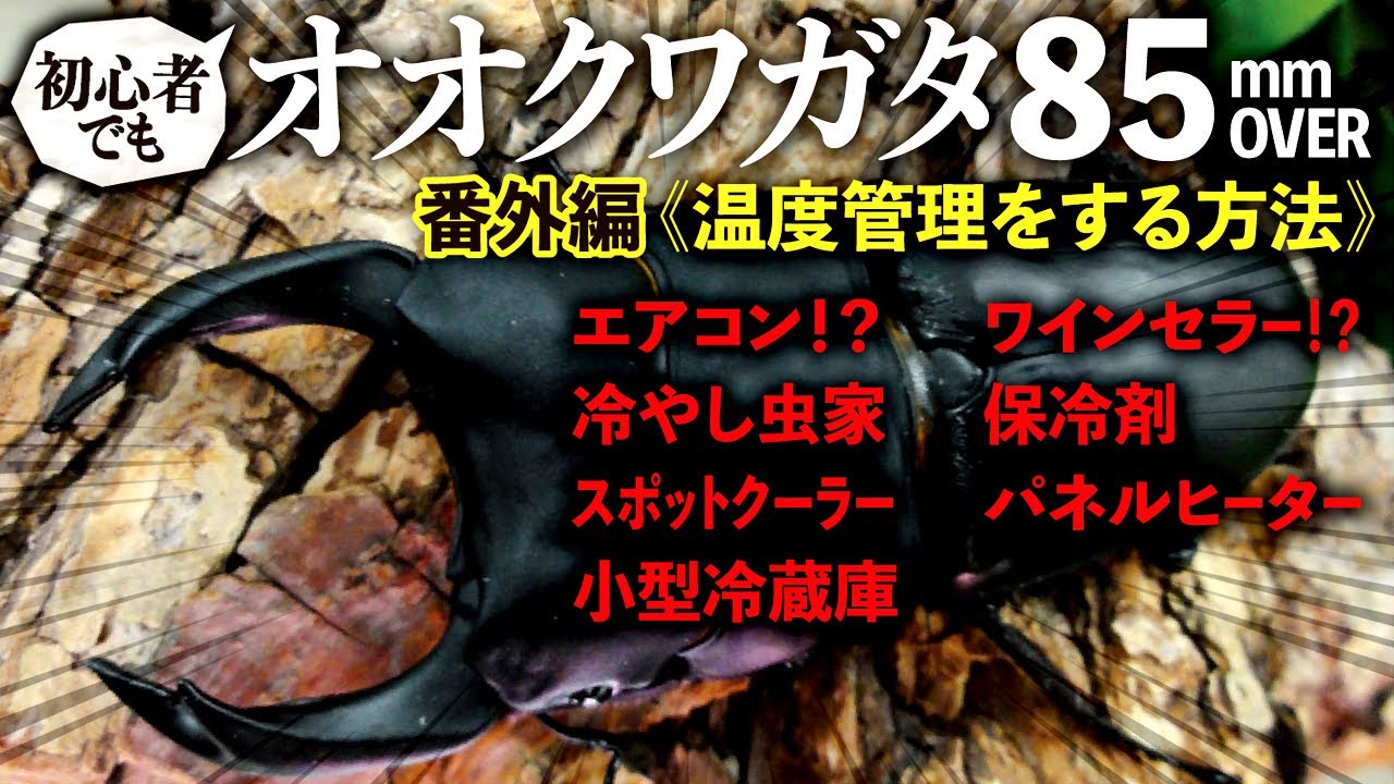 オオクワガタで85mmオーバーを出す方法＜温度管理をする方法＞（クワガタ自己満ラボ）