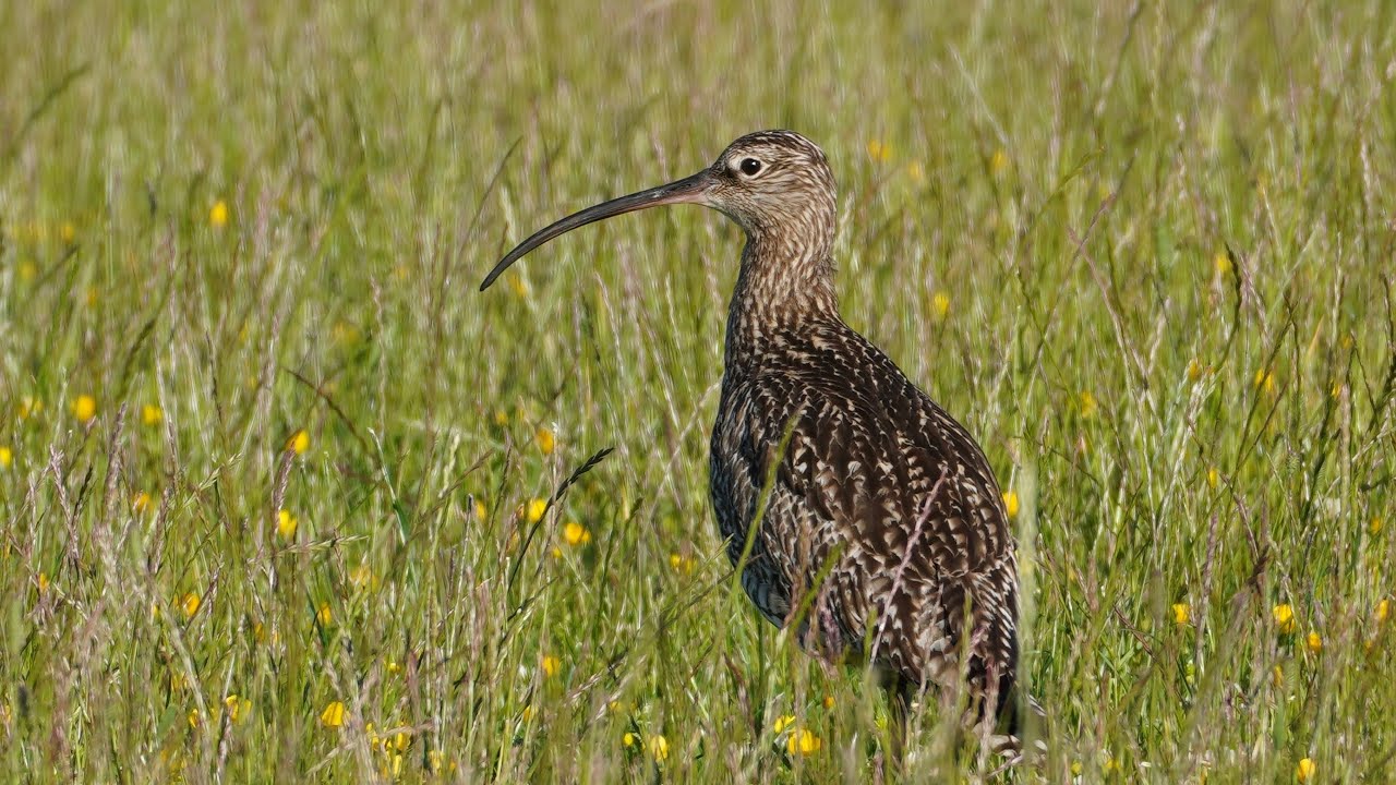 The Plight of the Curlew in Powys