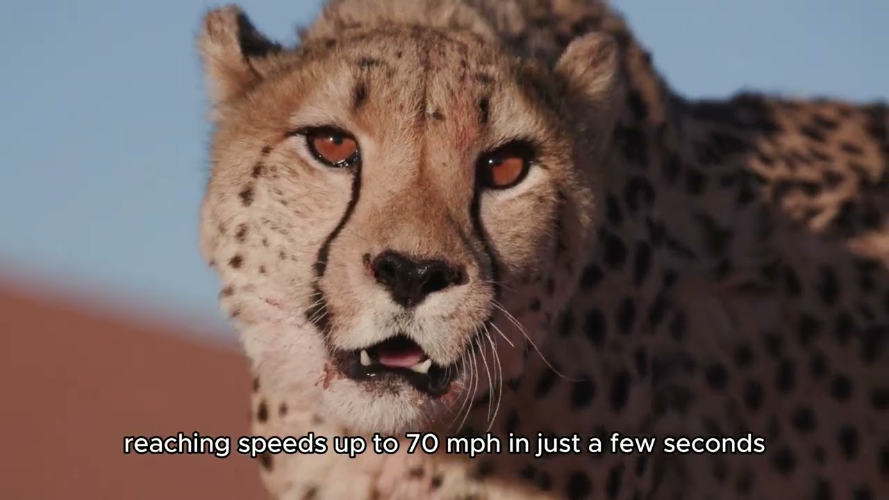 Amazing Facts About Big Cats: Lions, Cheetahs, Tigers, and Leopards!