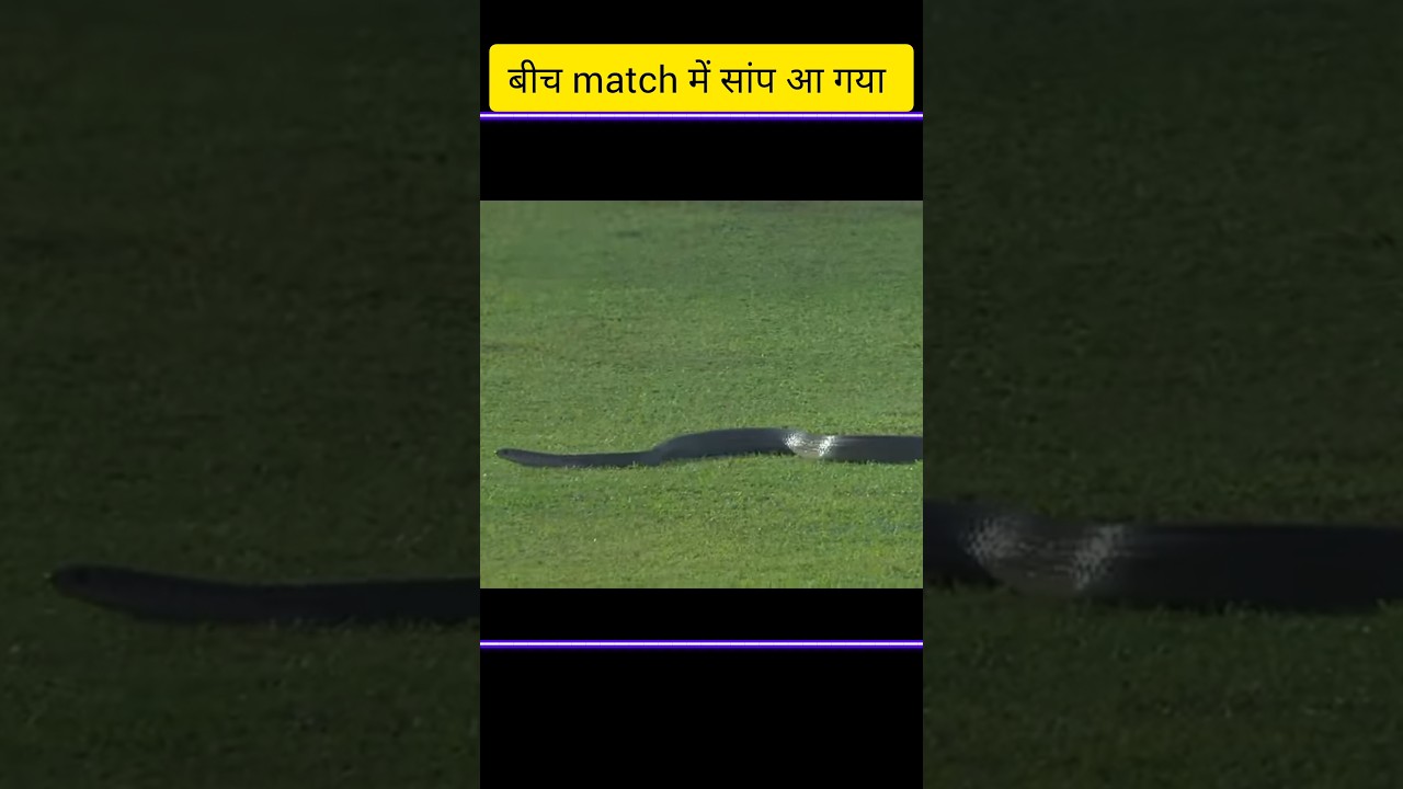 IPL match में सांप #cricket #insects