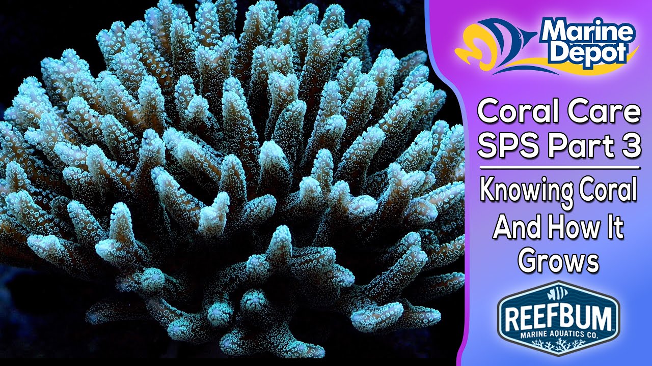 Knowing Your Coral and How They'll Grow: SPS Coral Care Part 3