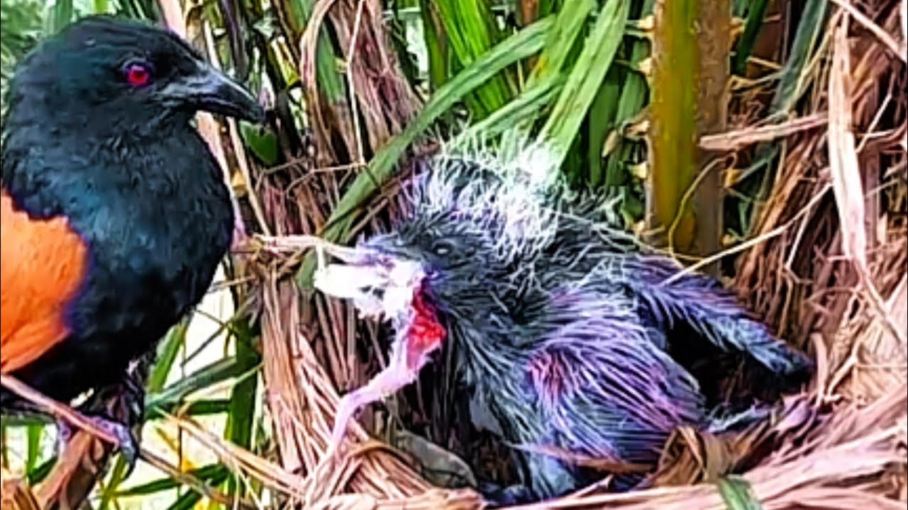 MENGERIKAN, INI BURUNG MONSTER