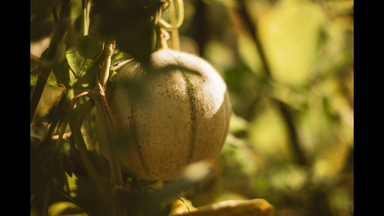1 września 2025 - pierwszy w życiu melon!