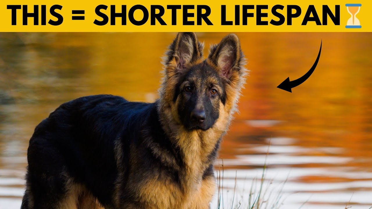 14 Things You Must Never Do to Your German Shepherd
