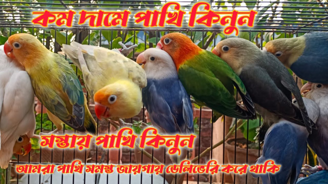 কম দামে ভালো পাখি কিনুন,, লাভ বার্ডস, ককাটেল, কনুর সেল ফোন করুন 6296962374,,03/08/25