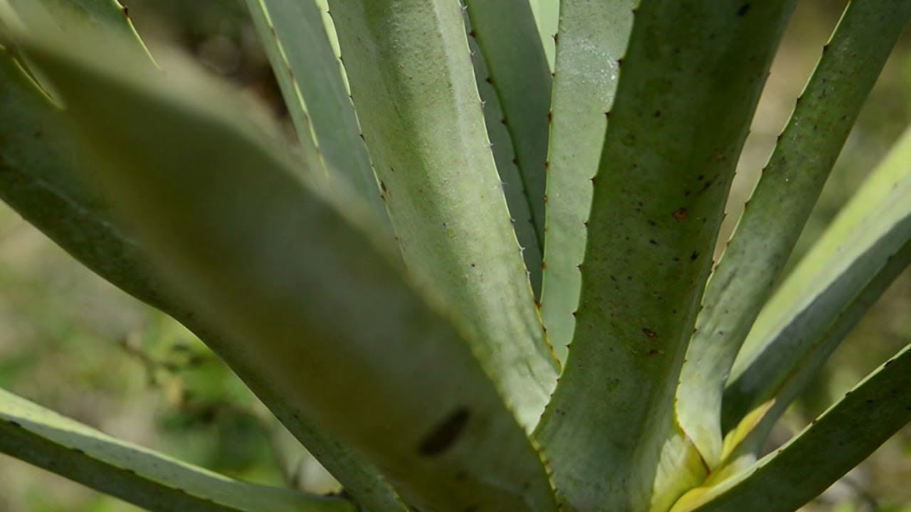 Mexico's answer to plastic: Forgotten plant to replace synthetic fibers