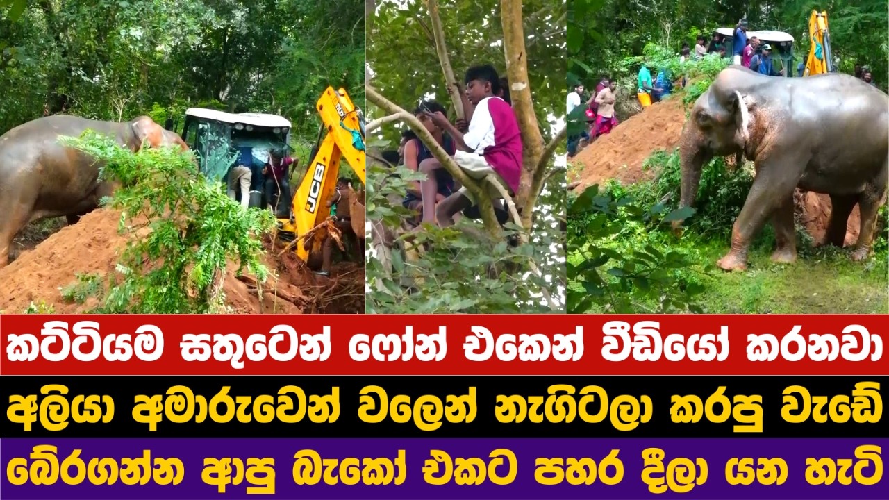 කට්ටියම සතුටෙන් ෆෝන් එකෙන් වීඩියෝ කරනවා අලියා අමාරුවෙන් වලෙන් නැගිටලා කරපු වැඩේ