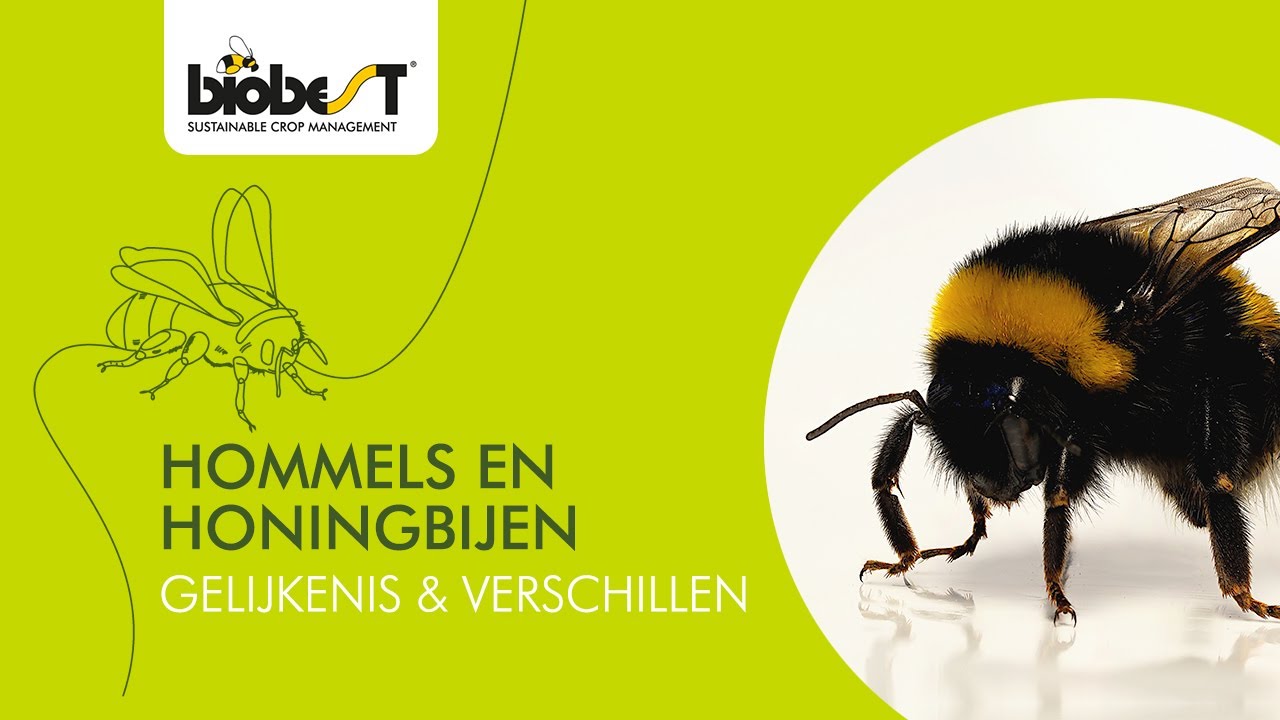 Hommels en honingbijen - Gelijkenis & verschillen