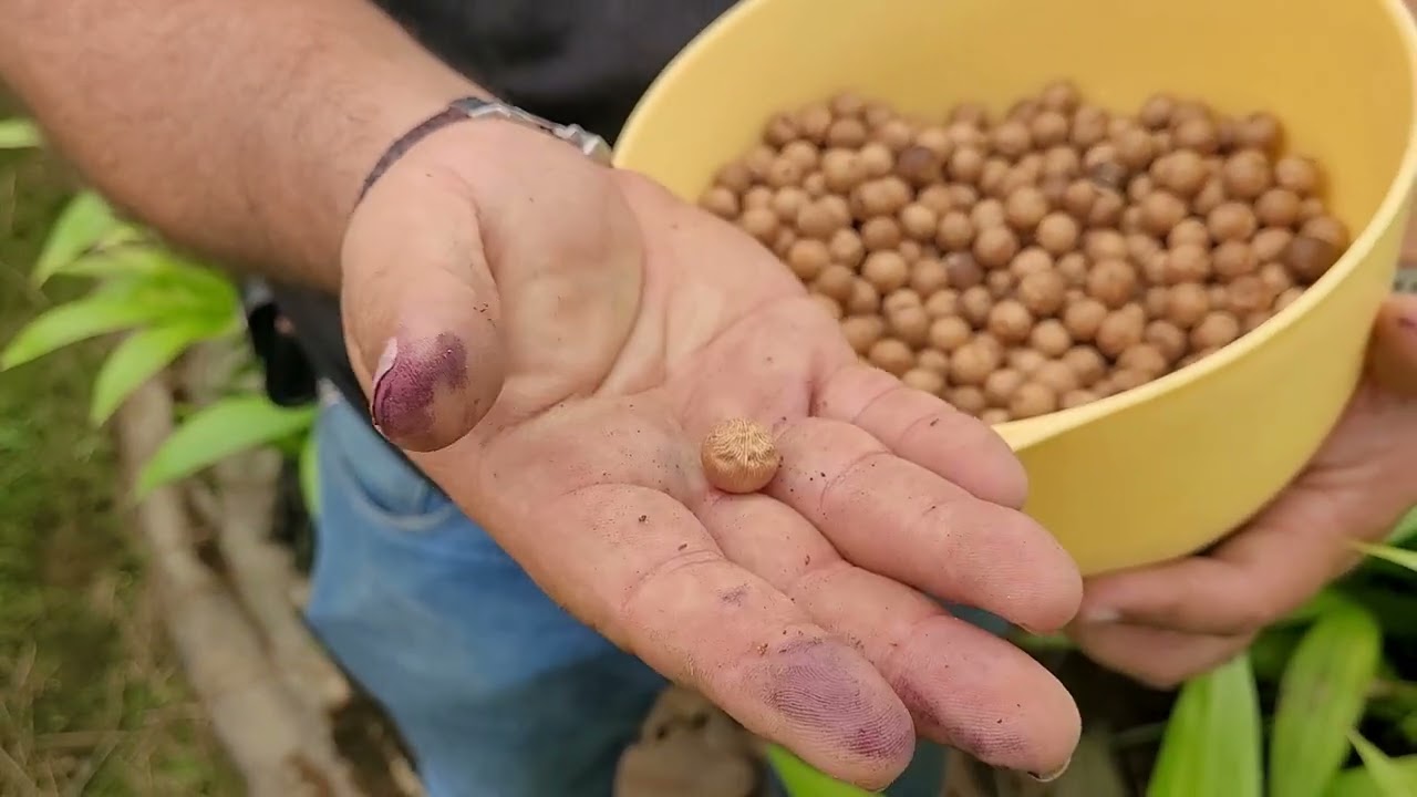 Producción de Palmas de Acai