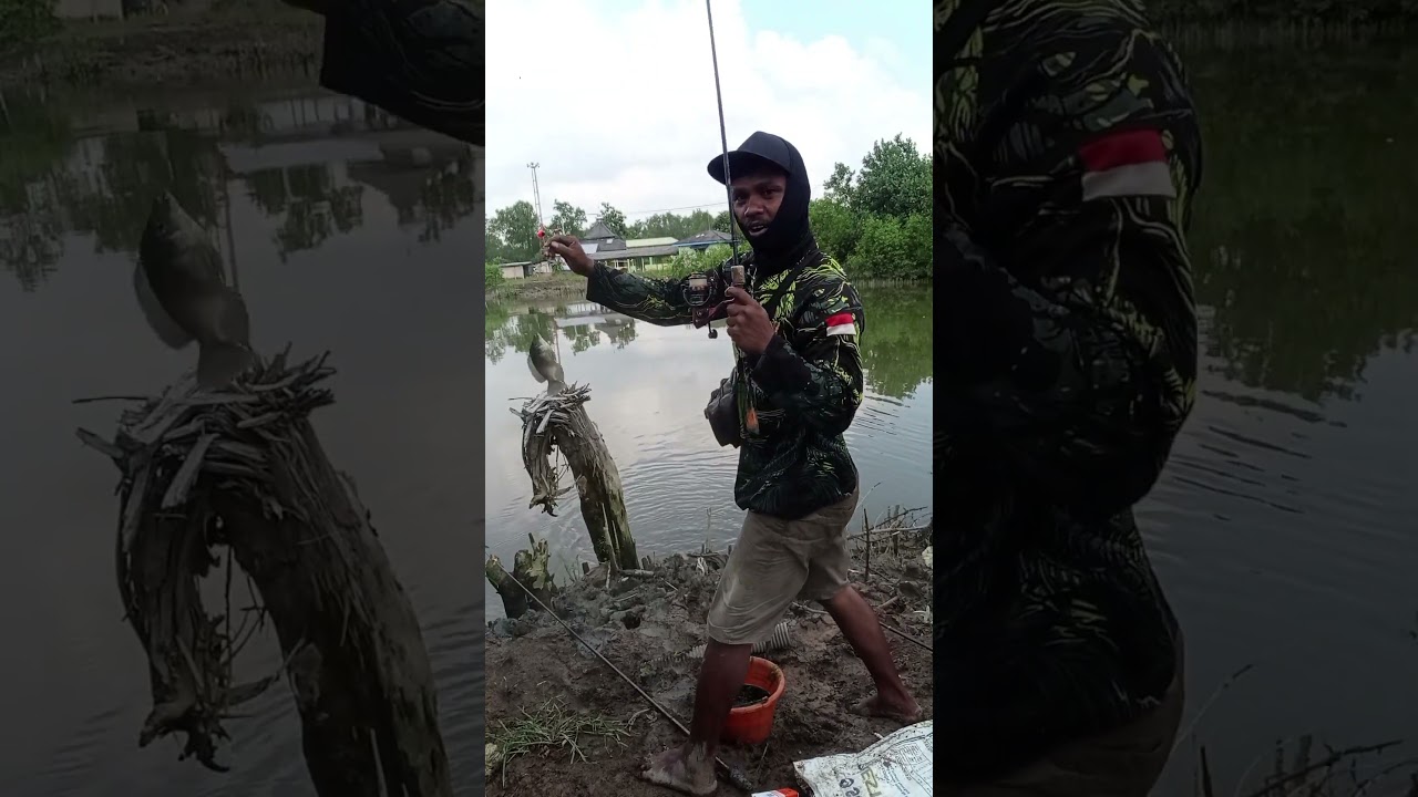 Mancing ikan nila di air payau.     #Ikannila #Airpayau #Dipasena