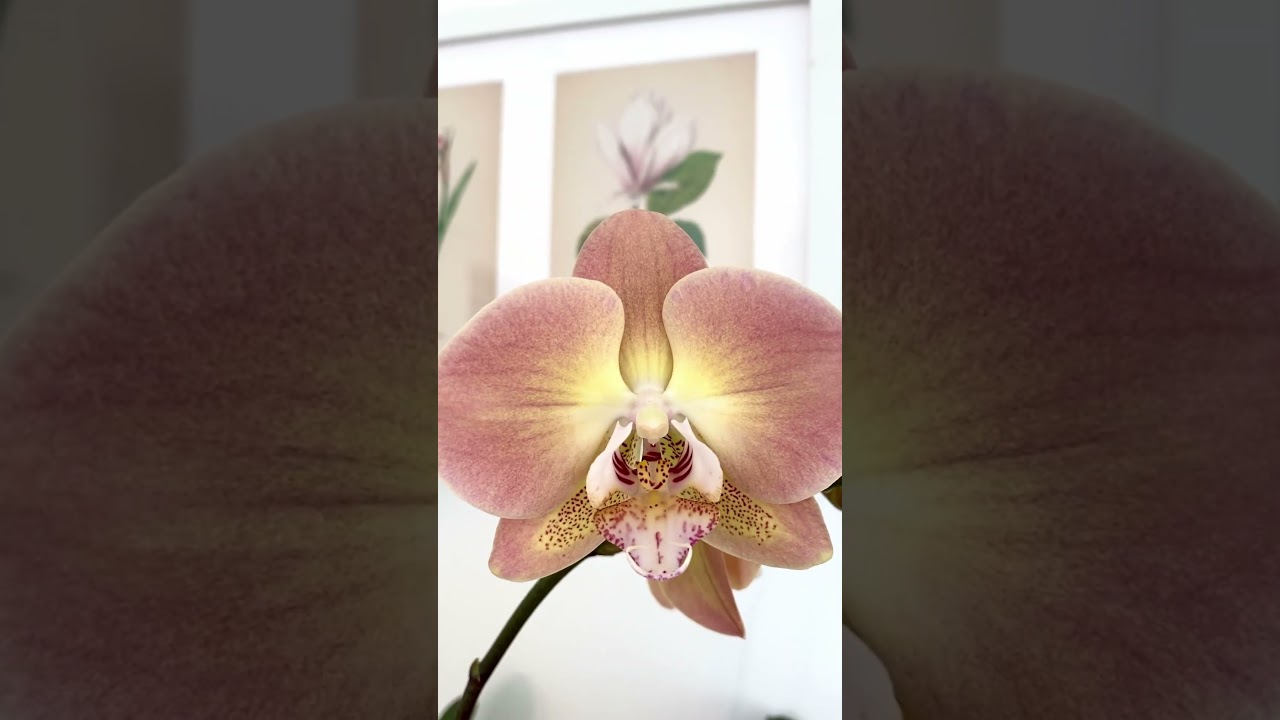 Phalaenopsis Harck Antique in Natural Light #орхидеи #orchid #фаленопсис #orchidflower #houseplants