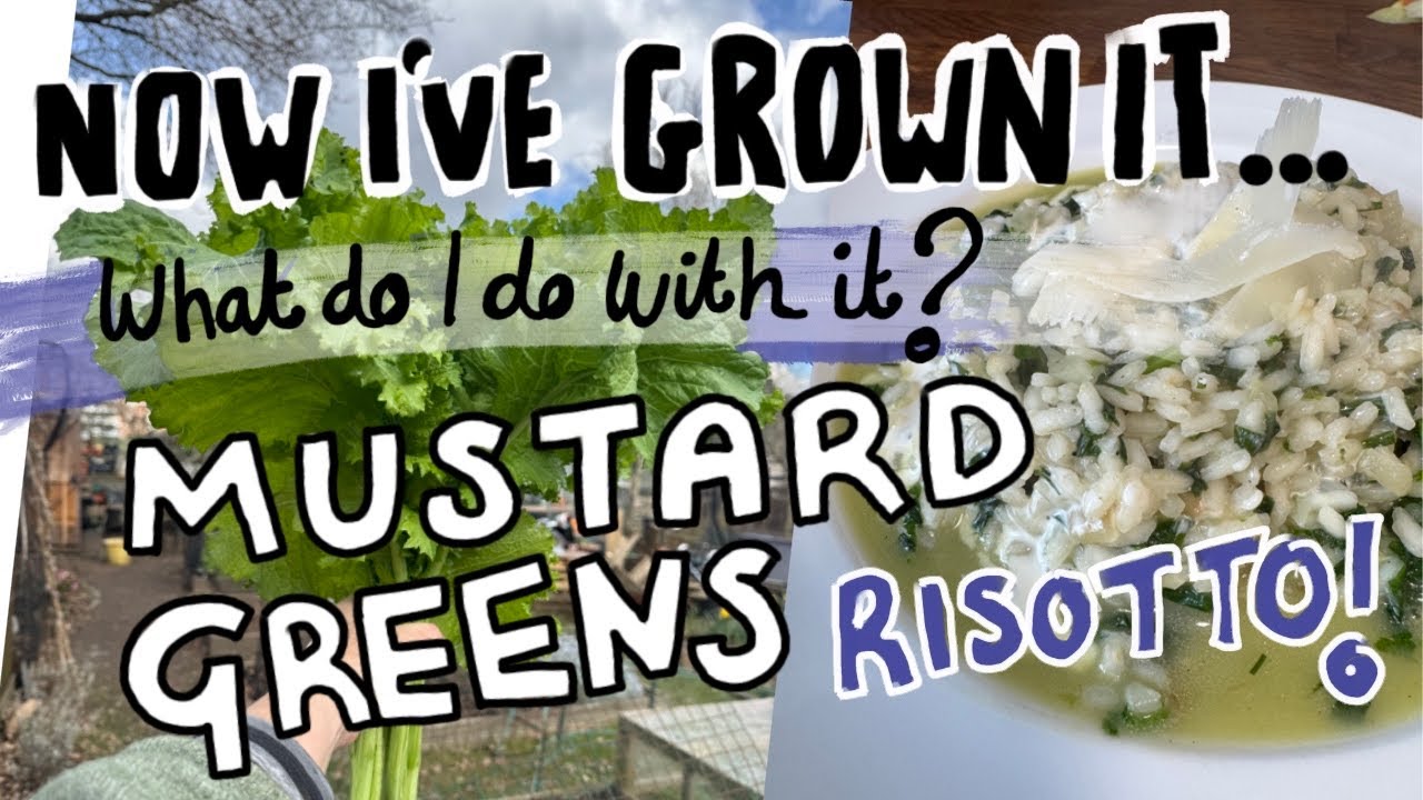 What are Mustard greens?! Mustard Greens and Wild Leek Risotto. || Plot 37