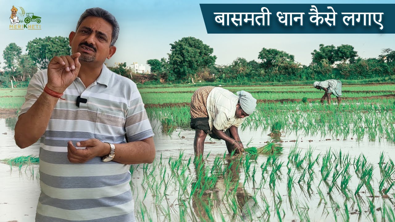 सीधी बुवाई और रोपाई: बासमती धान के कौन से तरीके से मिलेगी अच्छी पैदावार - Dr. Ritesh Sharma