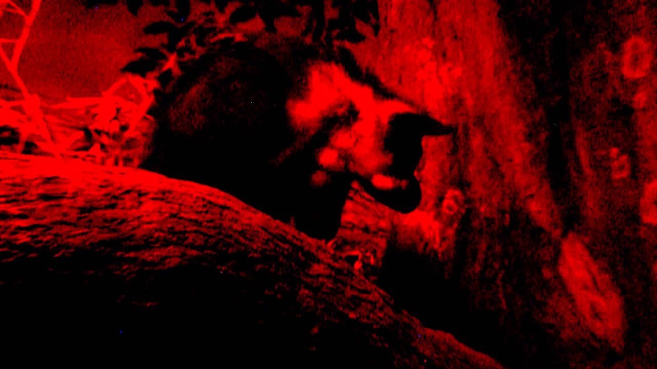 Aye-aye Mood Lighting - Cincinnati Zoo