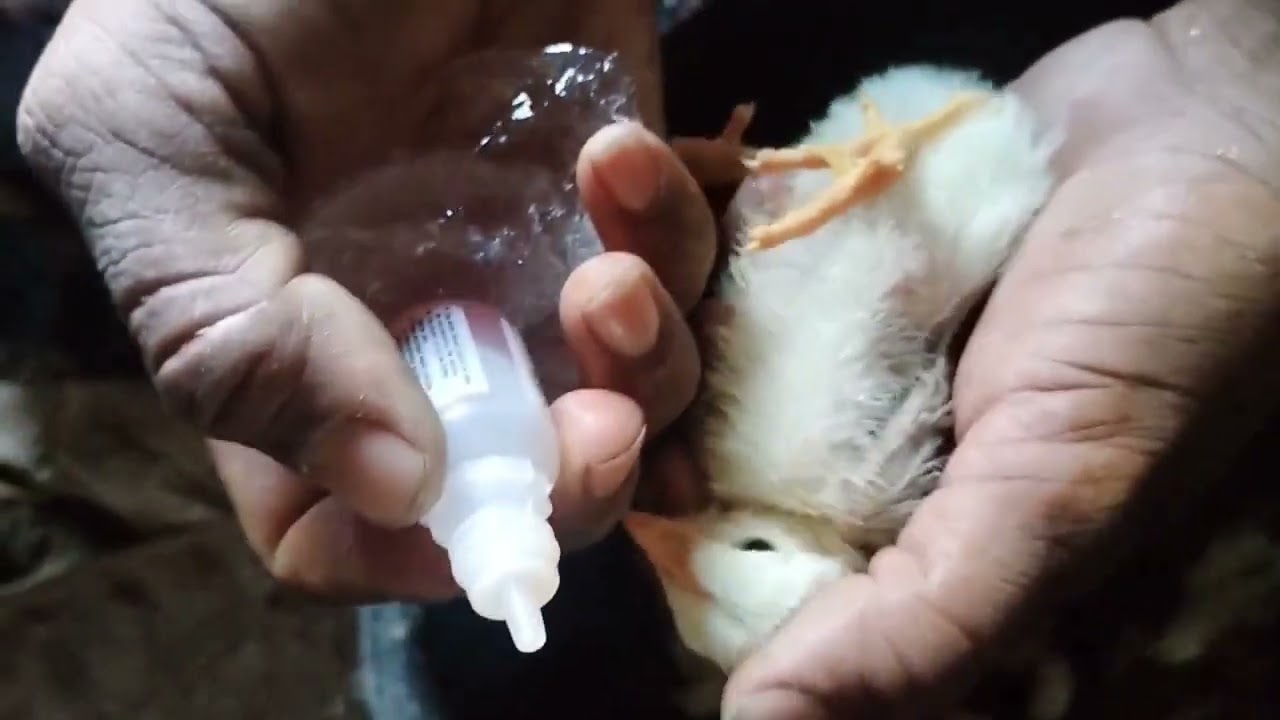 🐤🐔#GUMBORO Vaccine# IBD# తెలుగు లో #🐓🐥