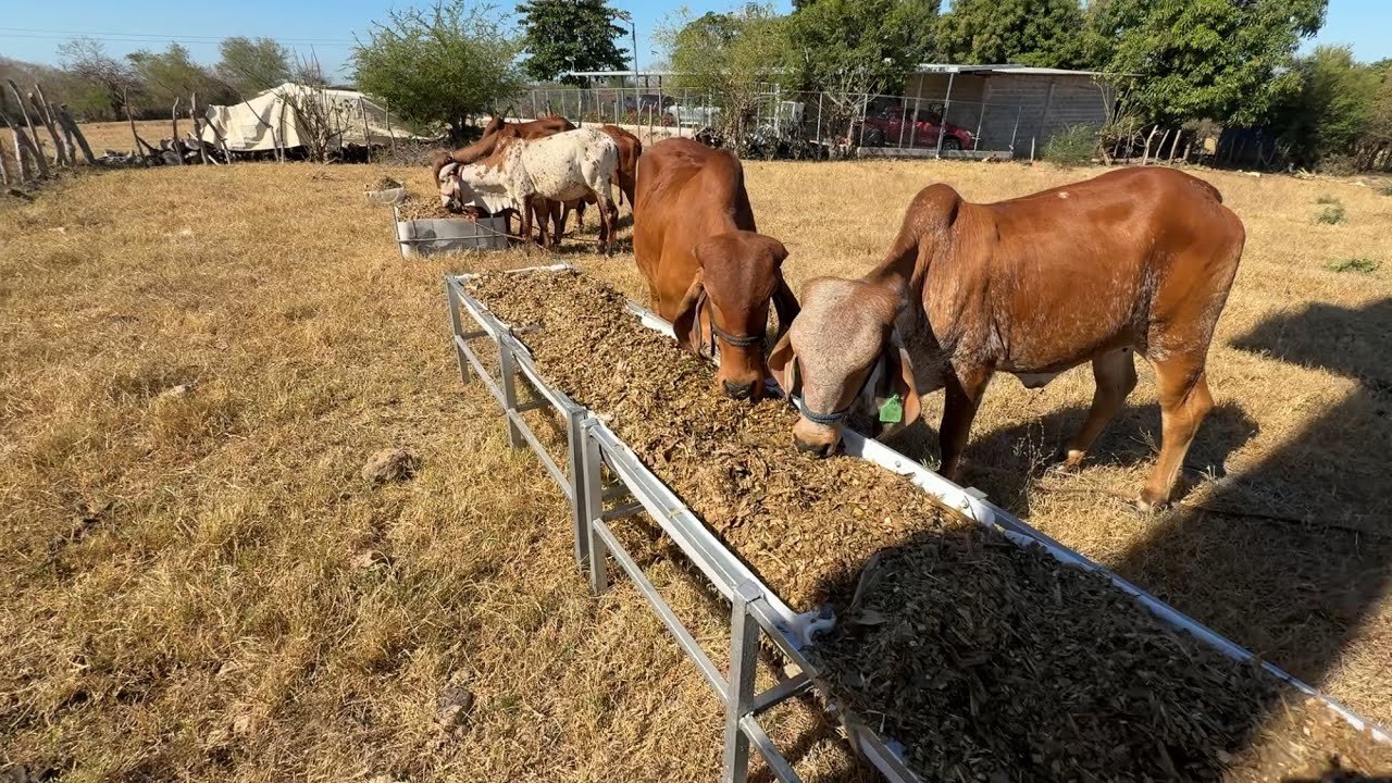 Alimentando el ganado en pleno verano con cilo 