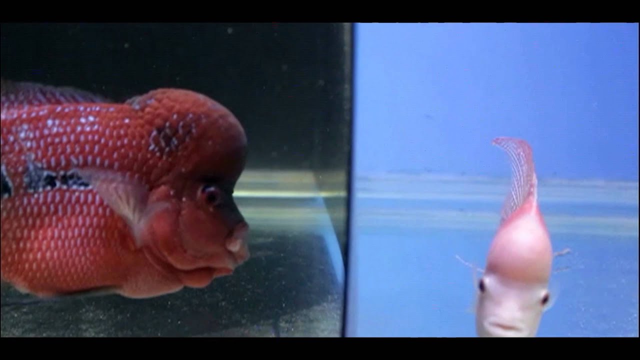 Aquariums are animal prisons