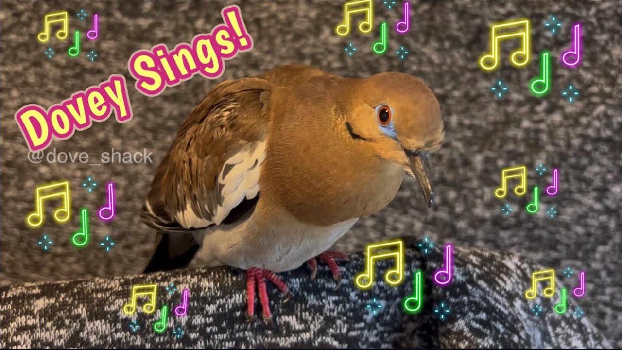 ❤️ White-winged Dove Sings Along! (Dovey coos to favorite song!) #doves #pigeon #birds #cooing