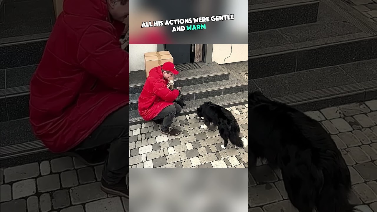 Nice delivery guy and dog ❤️