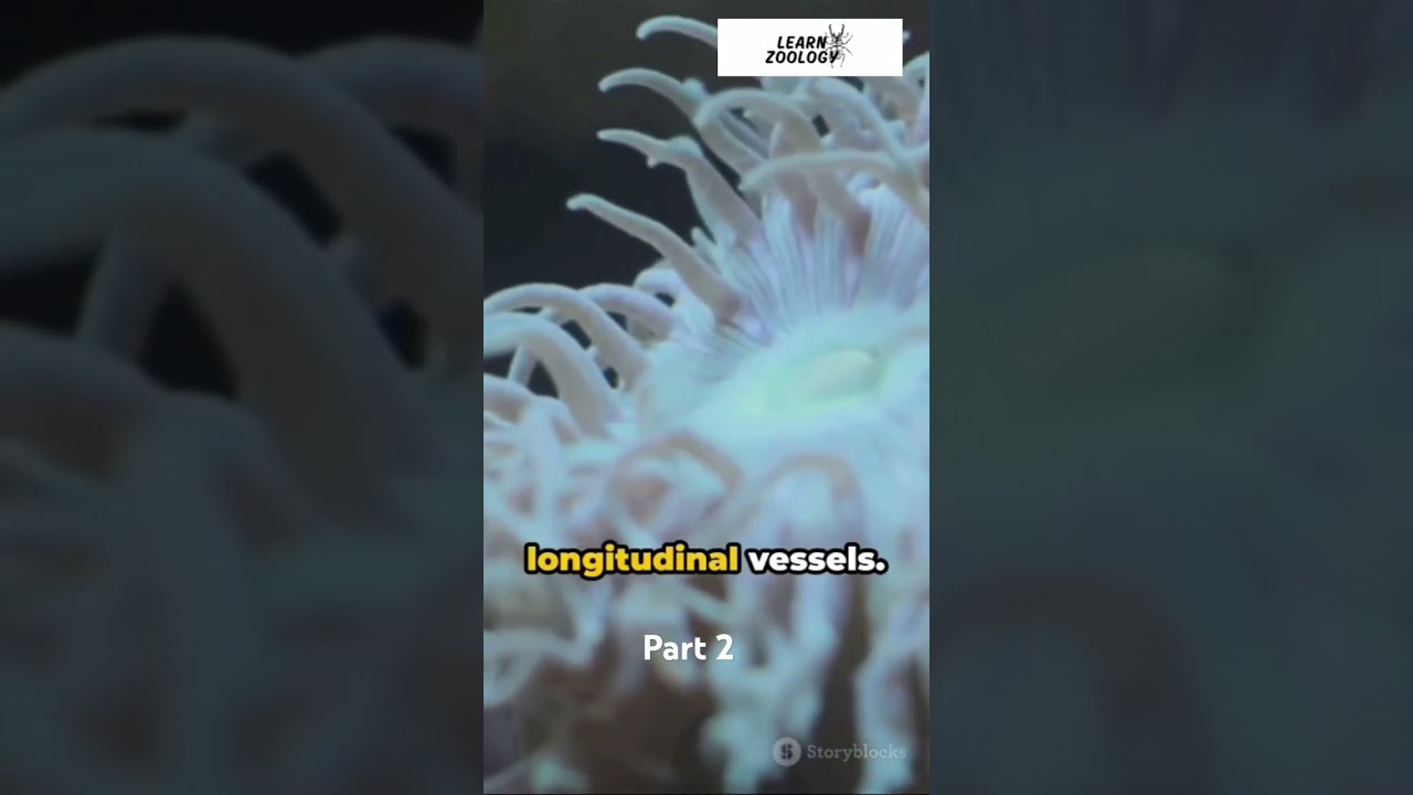 craniata part 2
