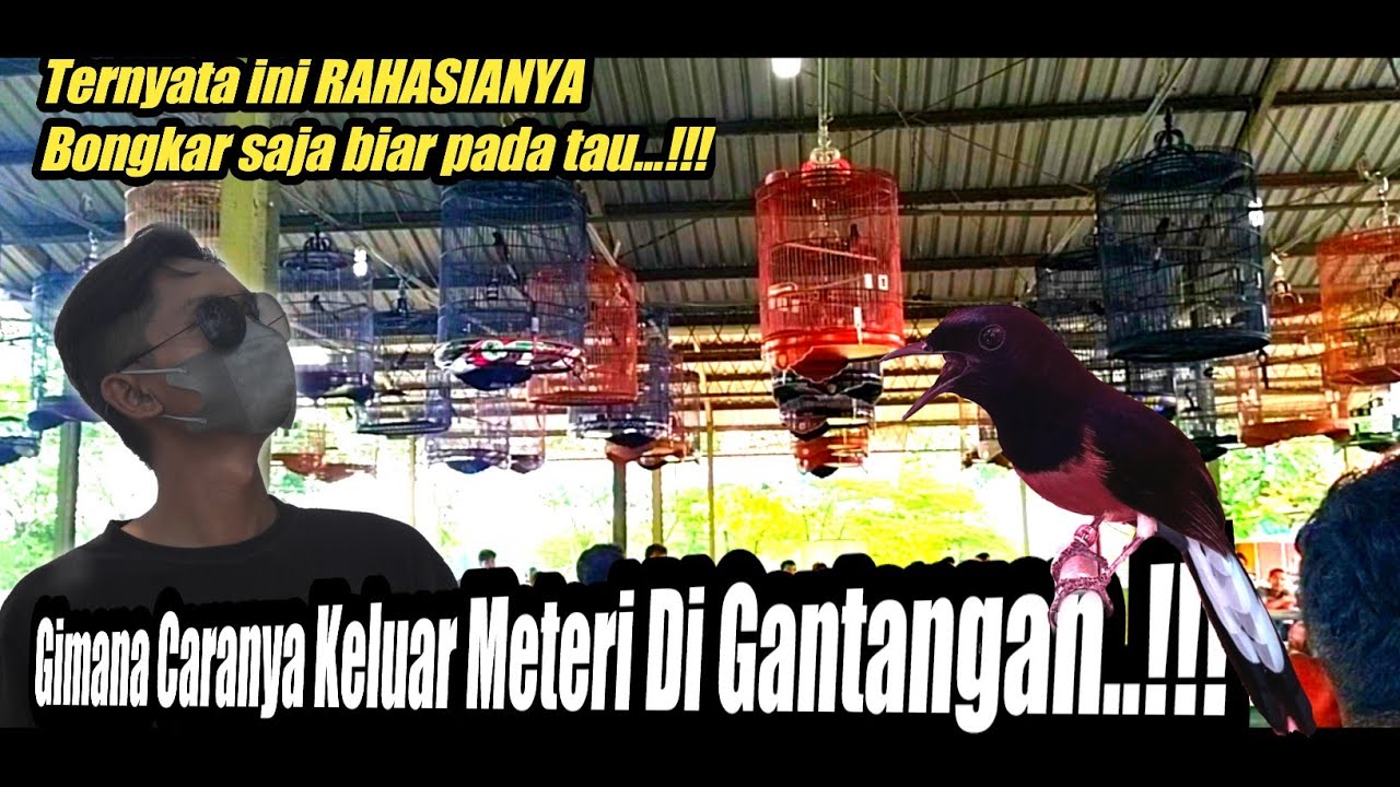 BONGKAR Settingan Lomba MURAI PASTOL Agar Keluar MATERI dan Nagen