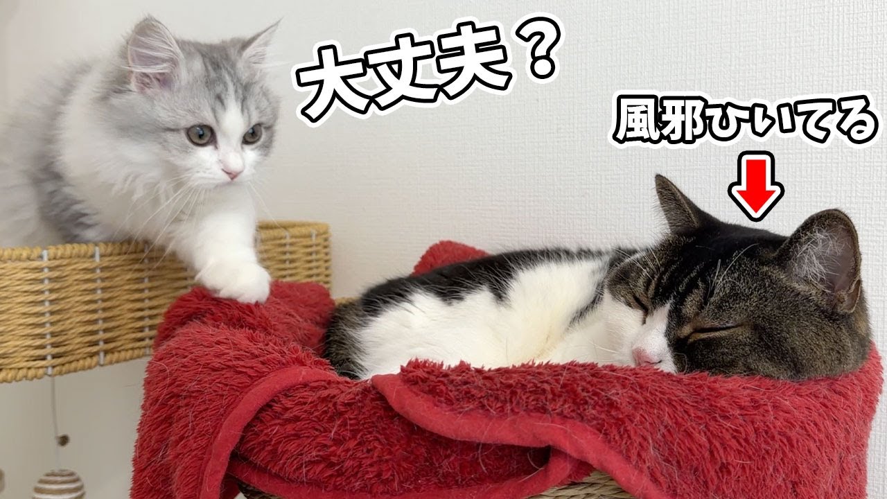 体調不良の兄猫が心配で様子を見に行く子猫がこちらです…