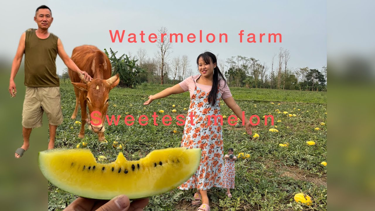 Visiting watermelon farm at  Dimapur Nature sweetest treasure pick straight from the farm