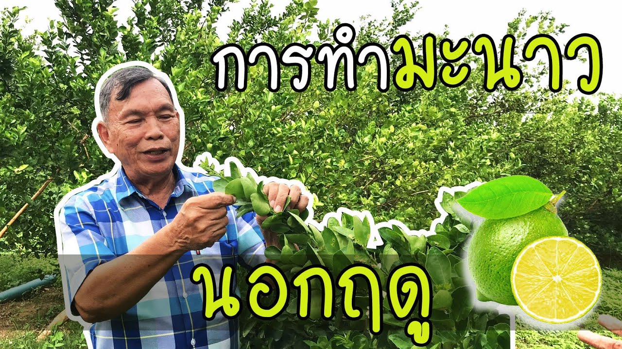 EP. 1 การทำมะนาวนอกฤดู