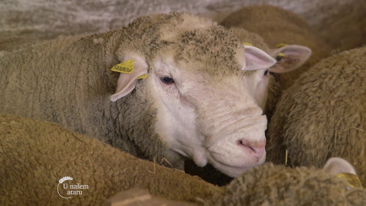 Uzgoj ILe de France ovaca u selu Brezovac - U nasem ataru 726