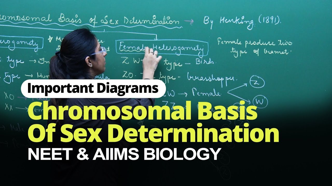 NEET Biology | Chromosomal Basis Of Sex Determination | Important Diagram | In English | Misostudy